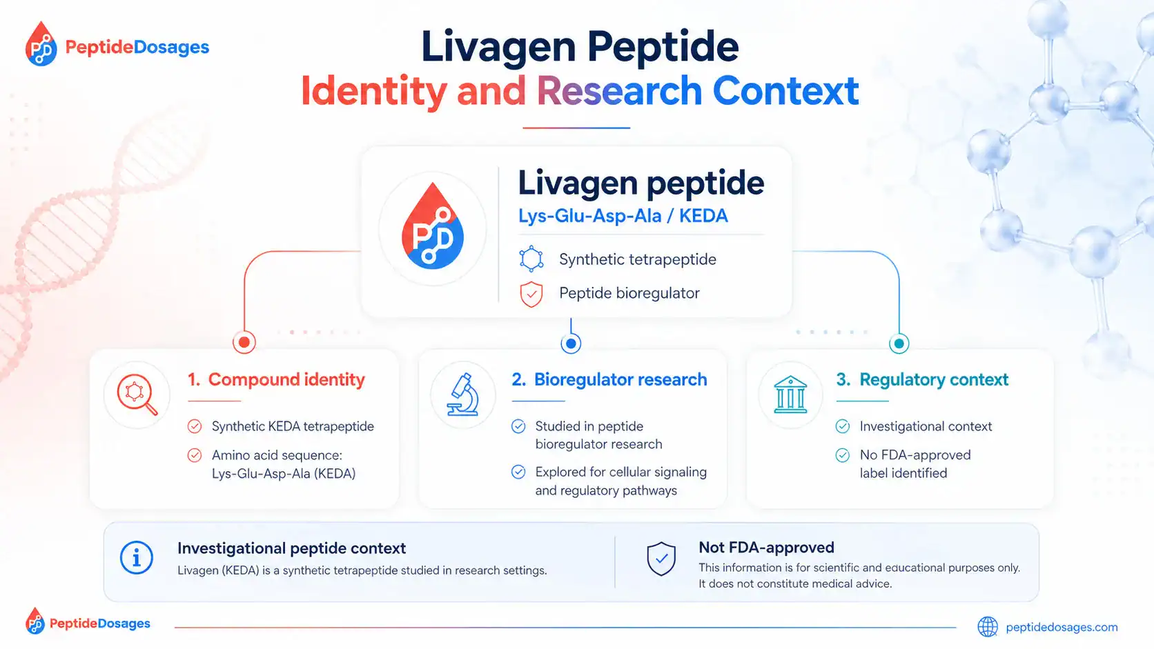 Livagen peptide identity and liver research context