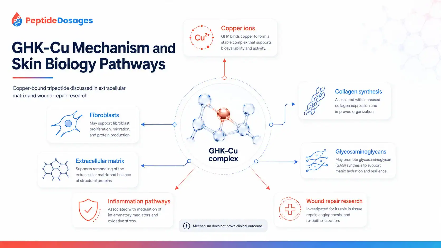 Diagram of proposed GHK-Cu pathways in skin and tissue biology
