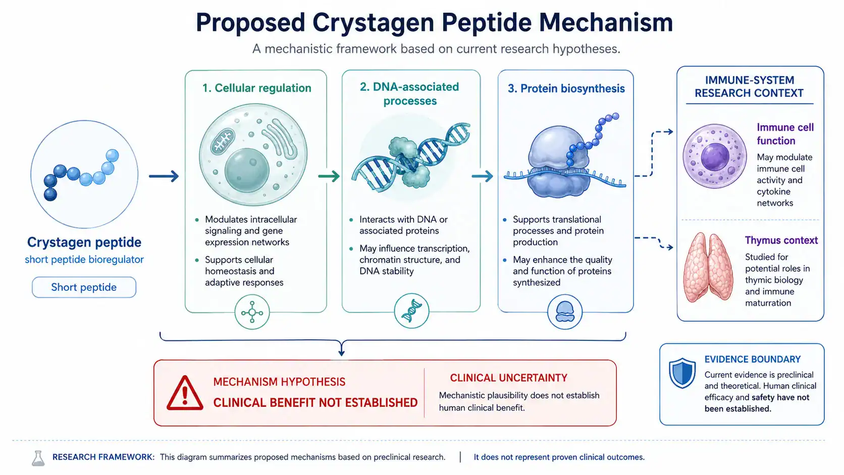 Proposed Crystagen signaling and gene regulation mechanisms