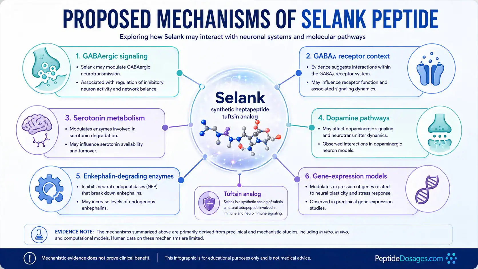 Diagram of proposed Selank effects on GABAergic and neurotrophic signaling