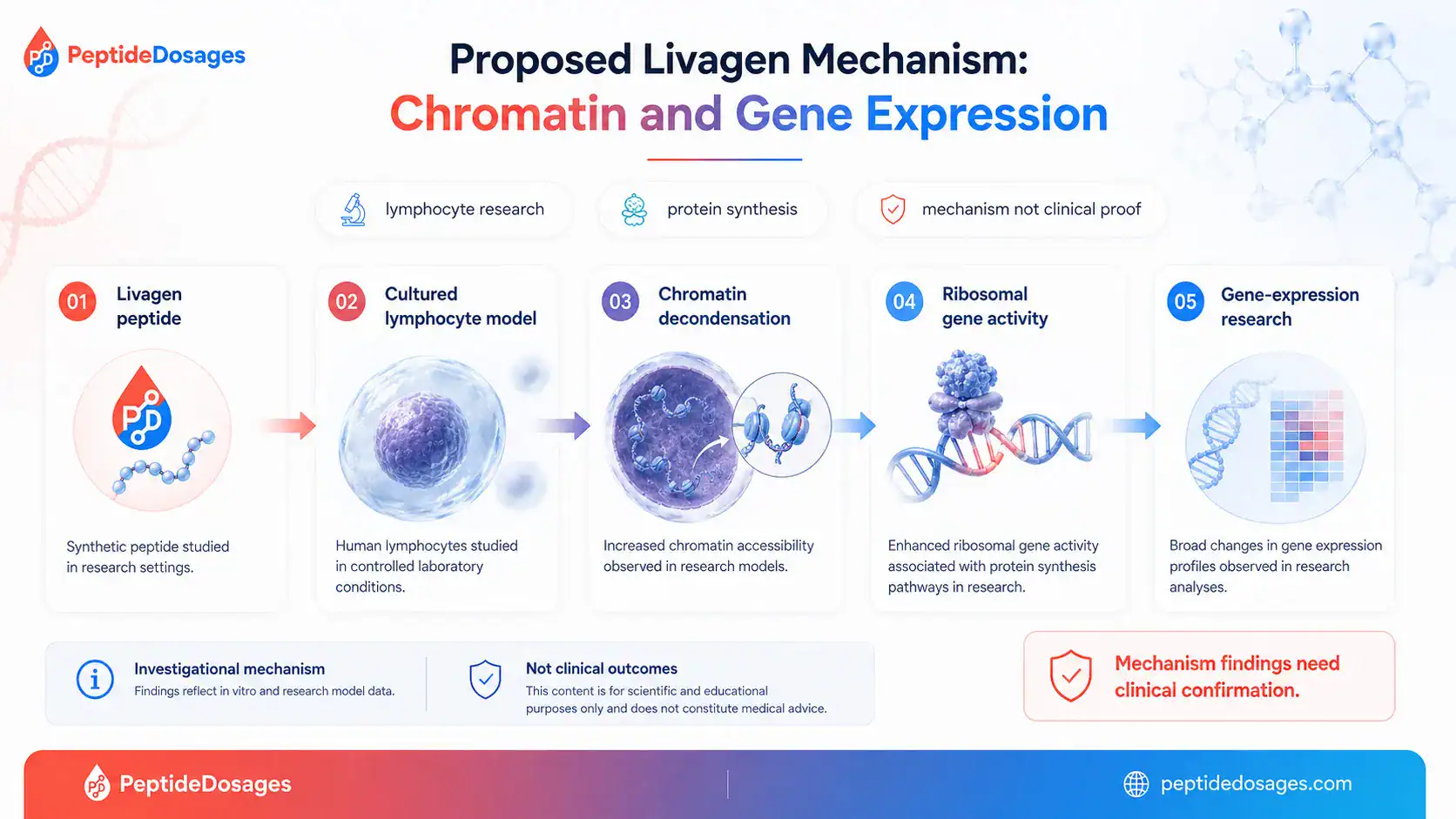 Proposed Livagen effects on chromatin and gene expression