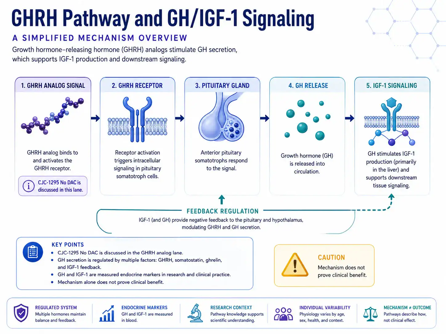 Diagram of GHRH signaling through the growth hormone and IGF-1 axis