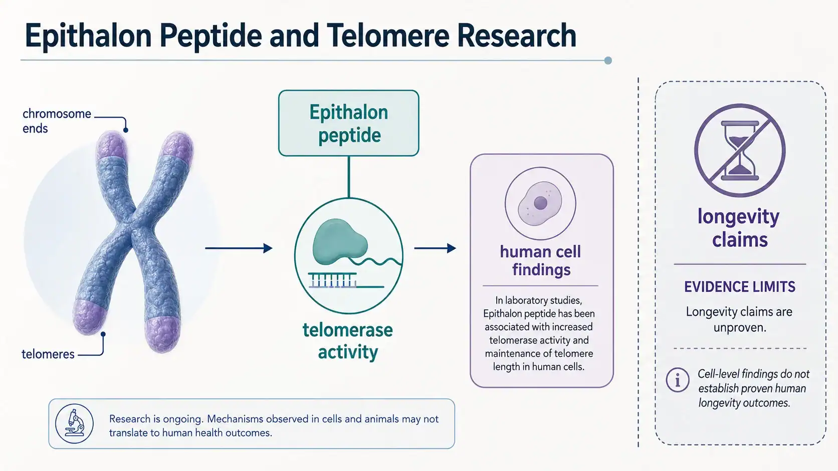 Diagram of Epithalon in telomere and telomerase research