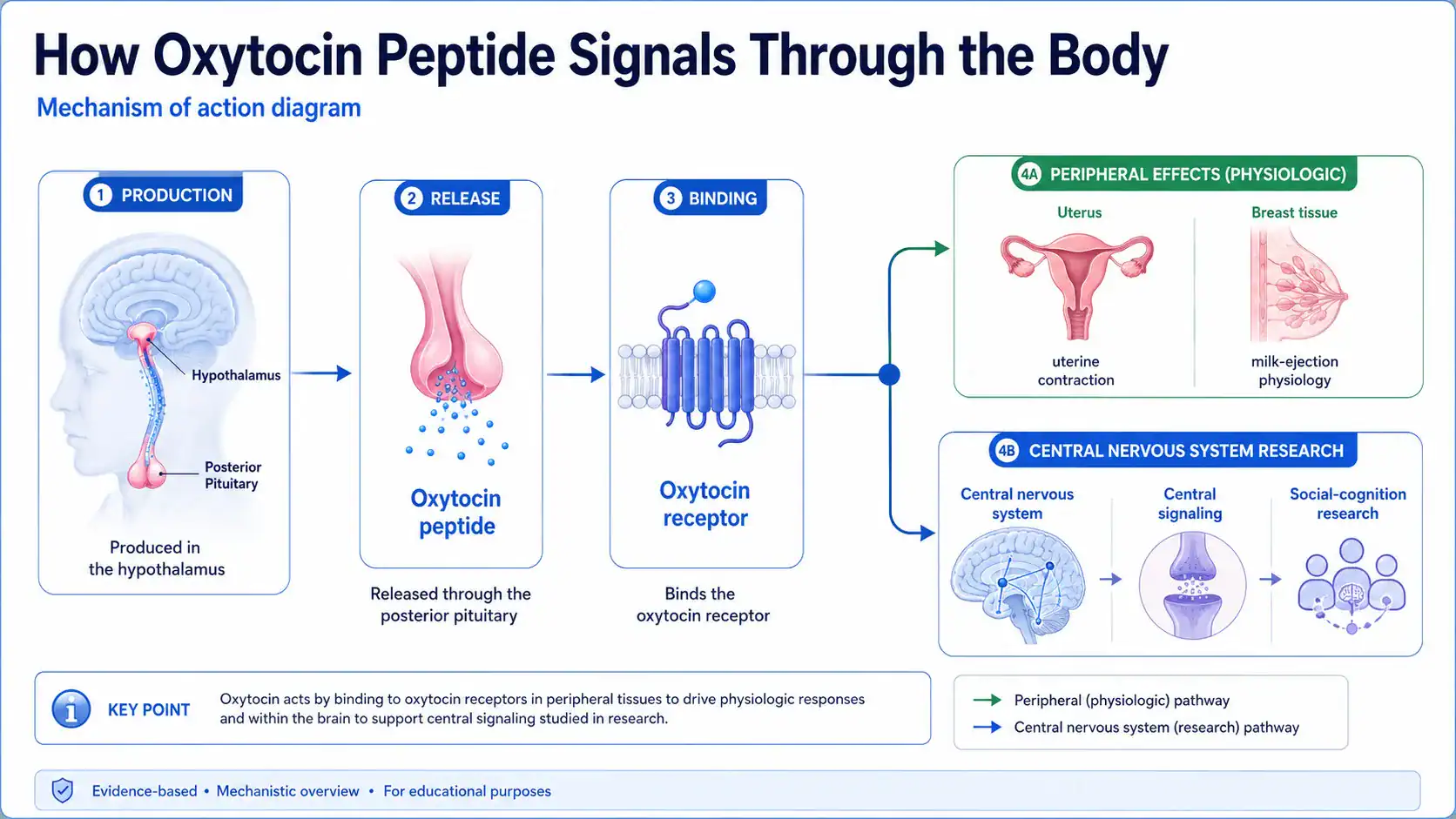 Diagram of oxytocin receptor signaling in the brain and body