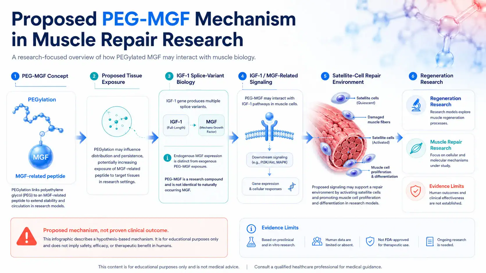 Proposed PEG-MGF pathways in muscle repair research