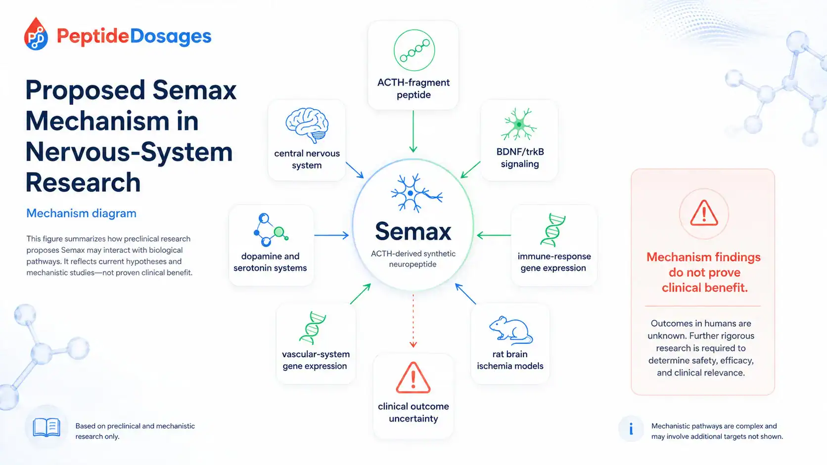 Diagram of proposed Semax mechanisms in nervous system research
