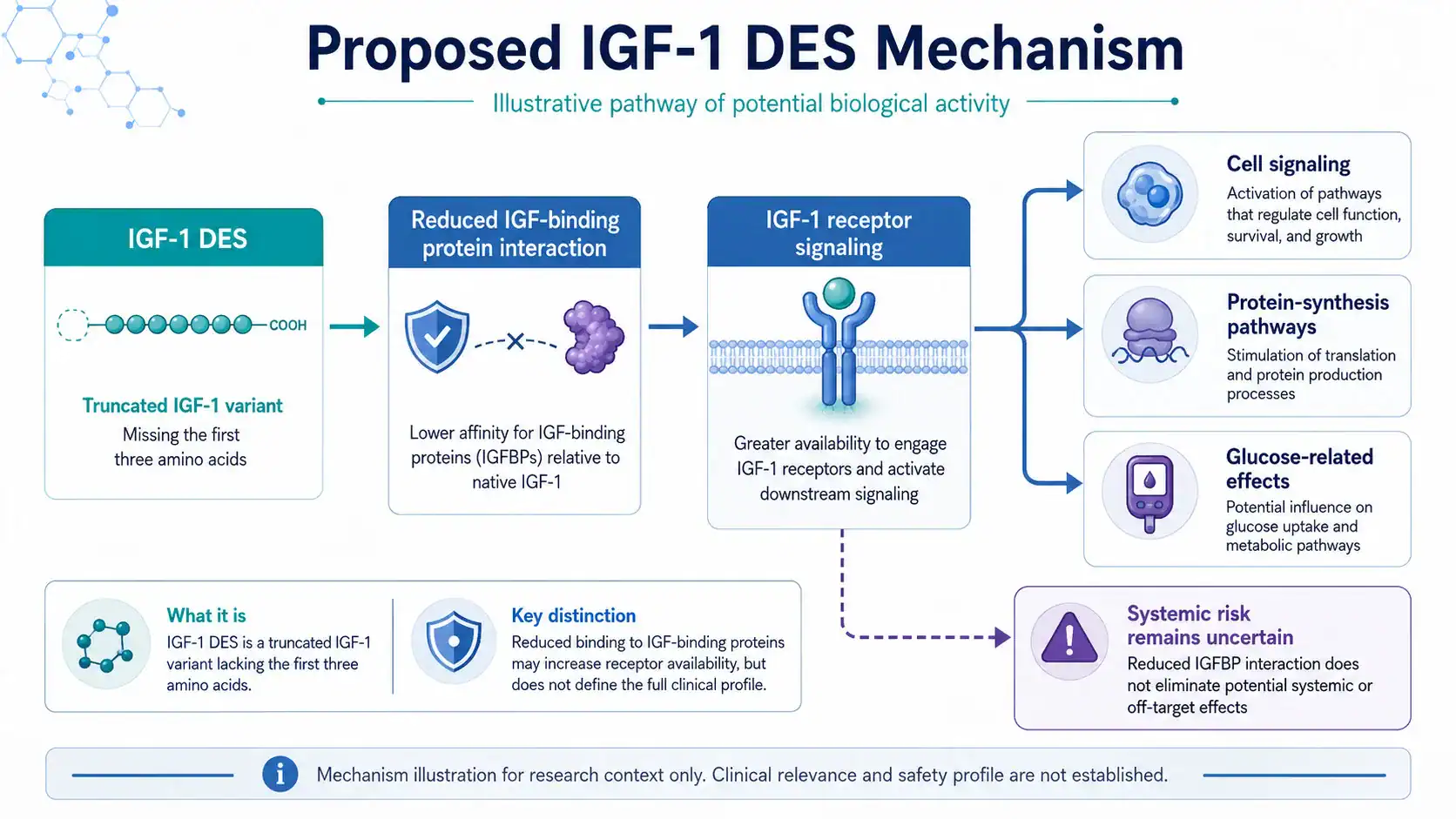 Proposed IGF-1 DES signaling through the IGF-1 receptor