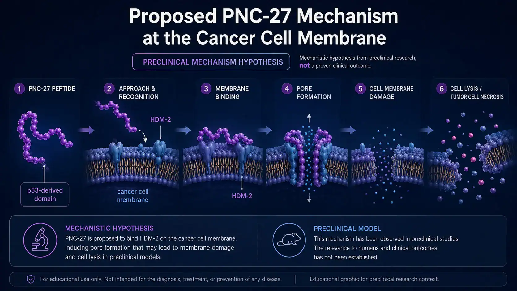 Proposed PNC-27 interaction with HDM2 at a cancer cell membrane