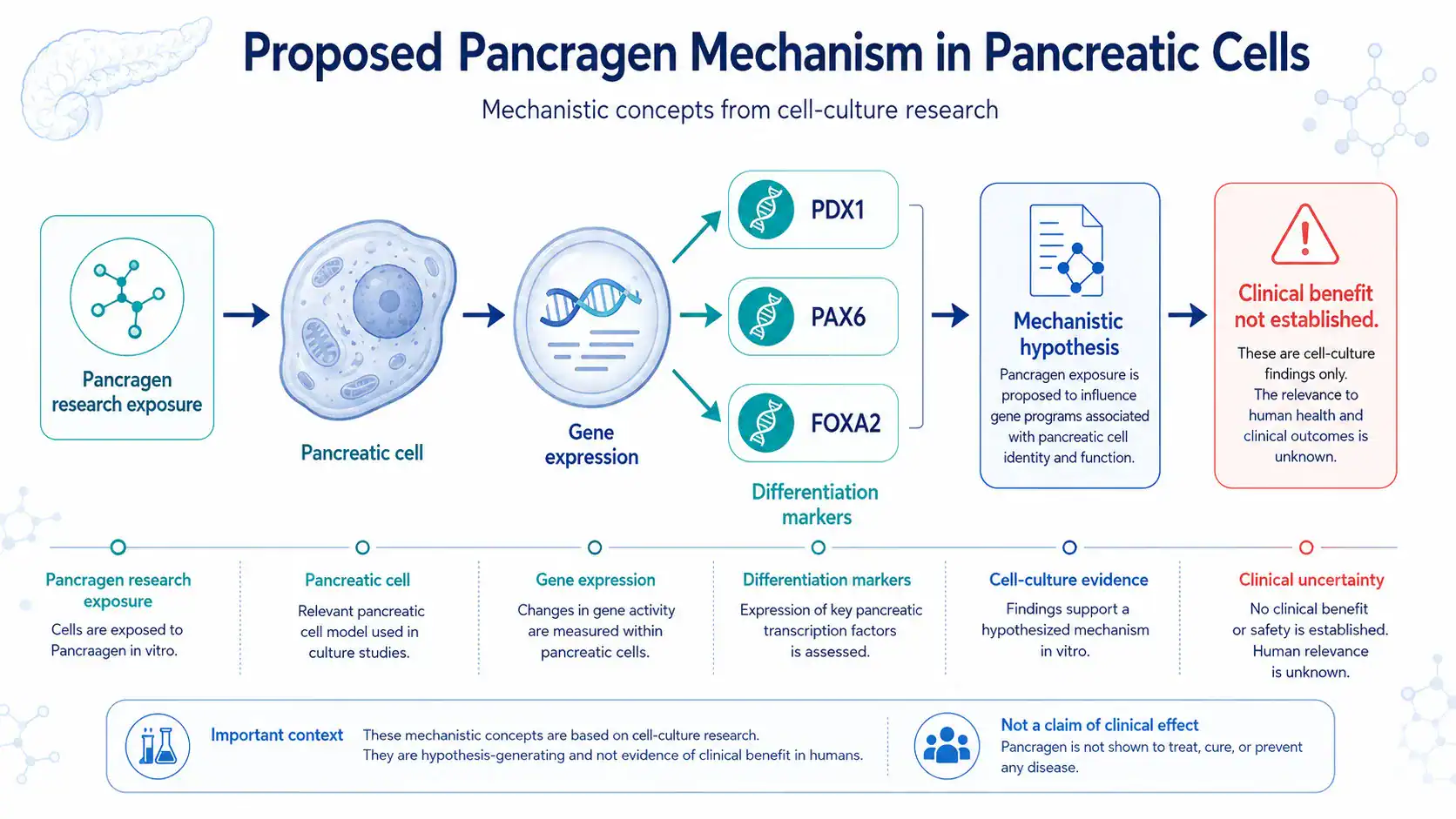 Proposed Pancragen effects on gene expression in pancreatic cells