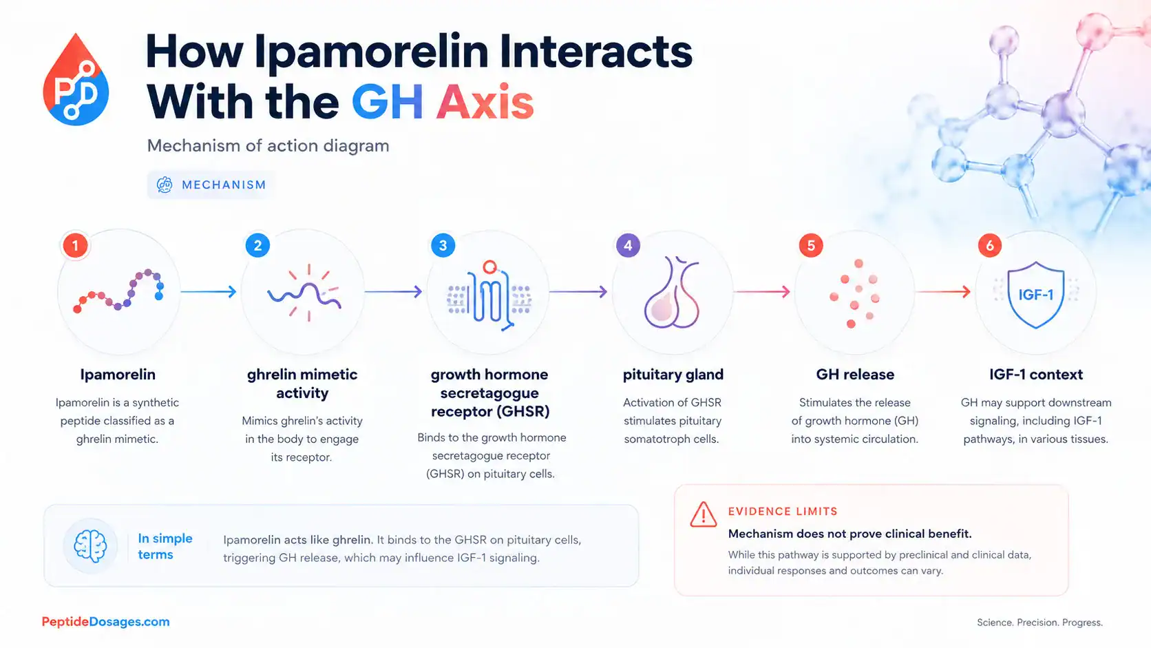 Diagram of ipamorelin signaling through the ghrelin receptor and GH axis