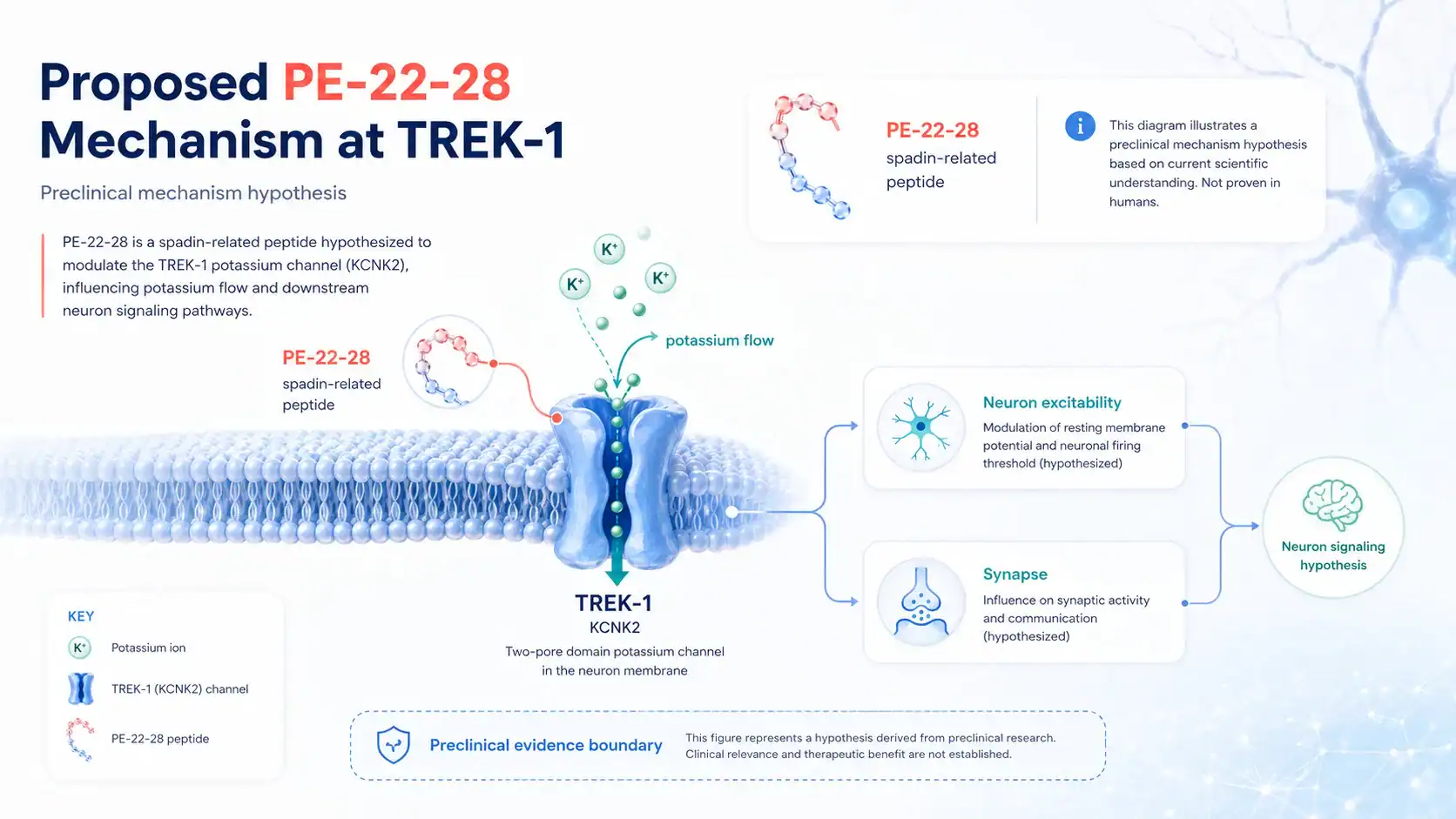 Proposed PE-22-28 activity at the TREK-1 potassium channel